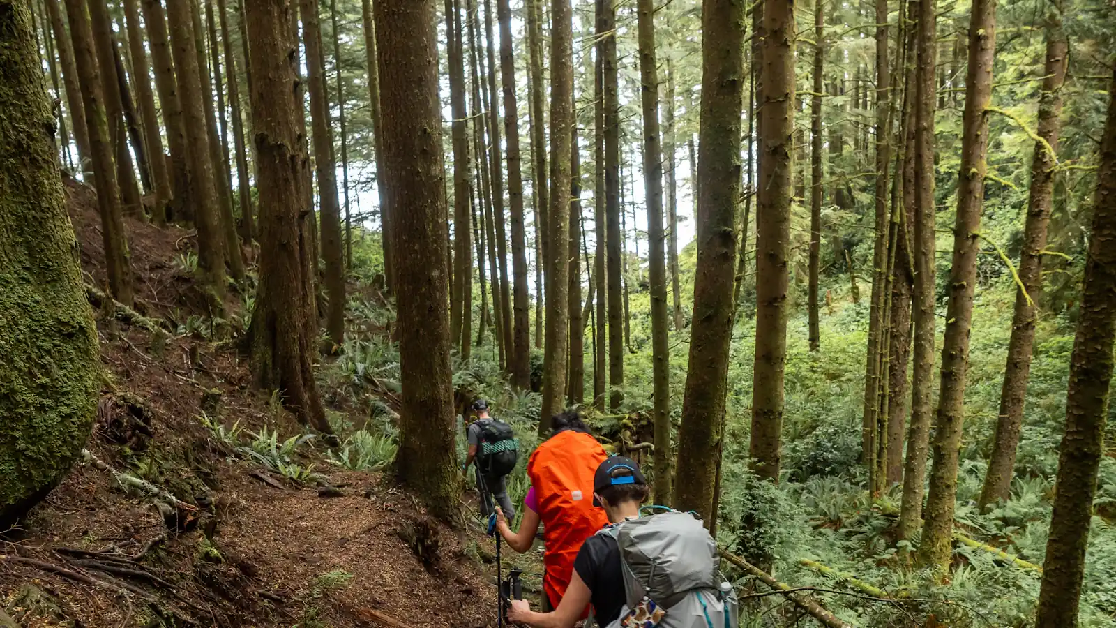 Two hikers with backpacks walking a trail through a tall forest