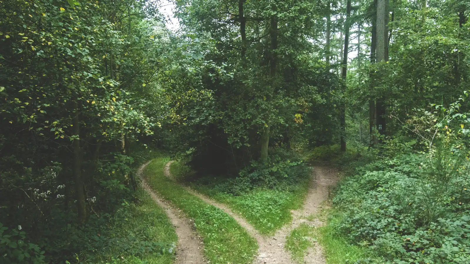A forest path that splits into two roads